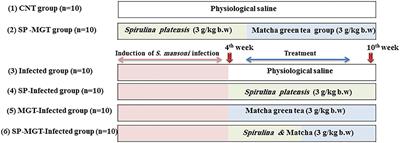 Hepatosplenic Protective Actions of Spirulina platensis and Matcha Green Tea Against Schistosoma mansoni Infection in Mice via Antioxidative and Anti-inflammatory Mechanisms